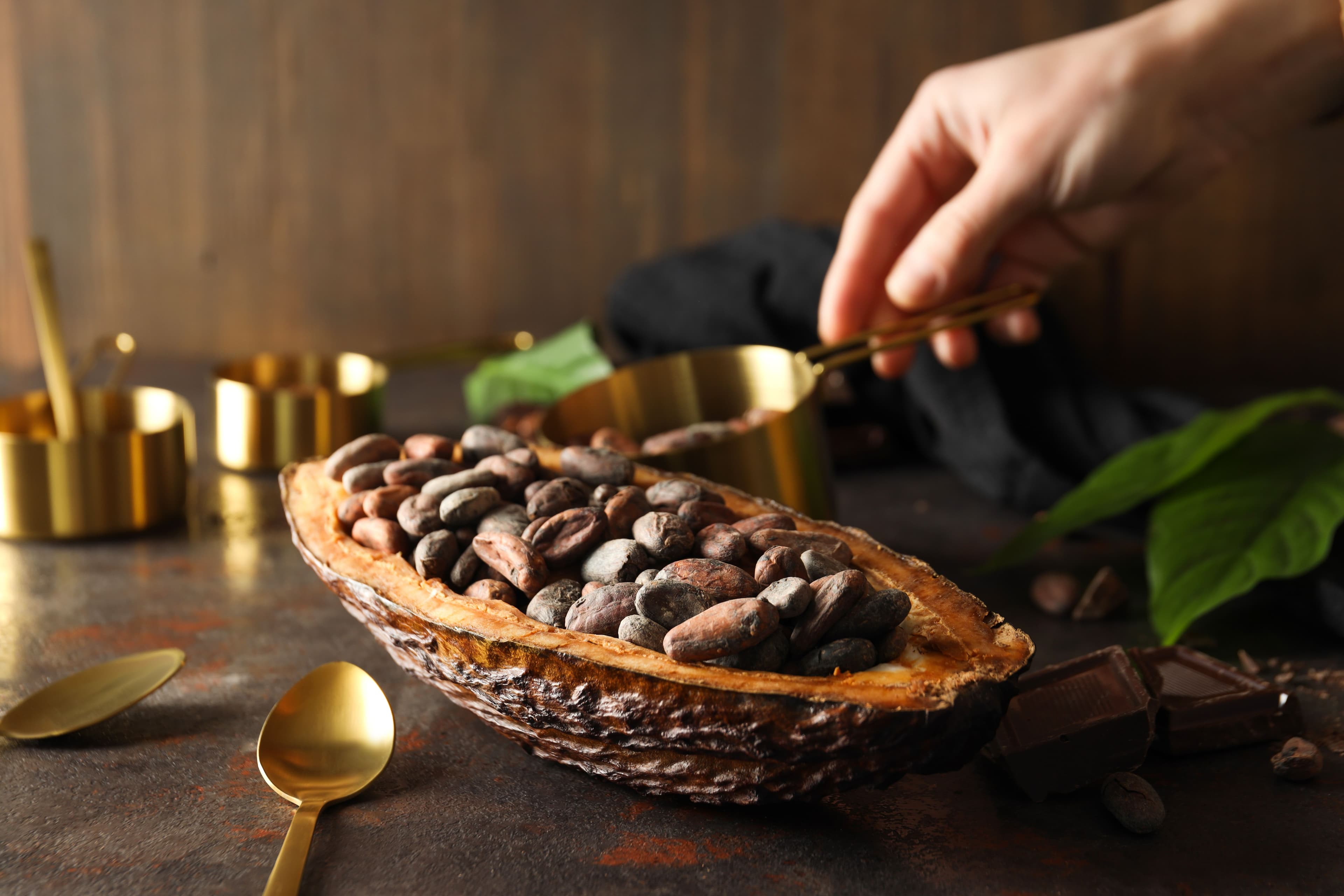 Premium Cocoa Beans from Sulawesi